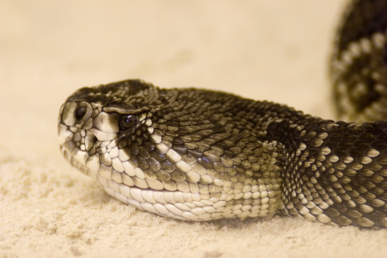 Are Rattlesnakes Pit Vipers?