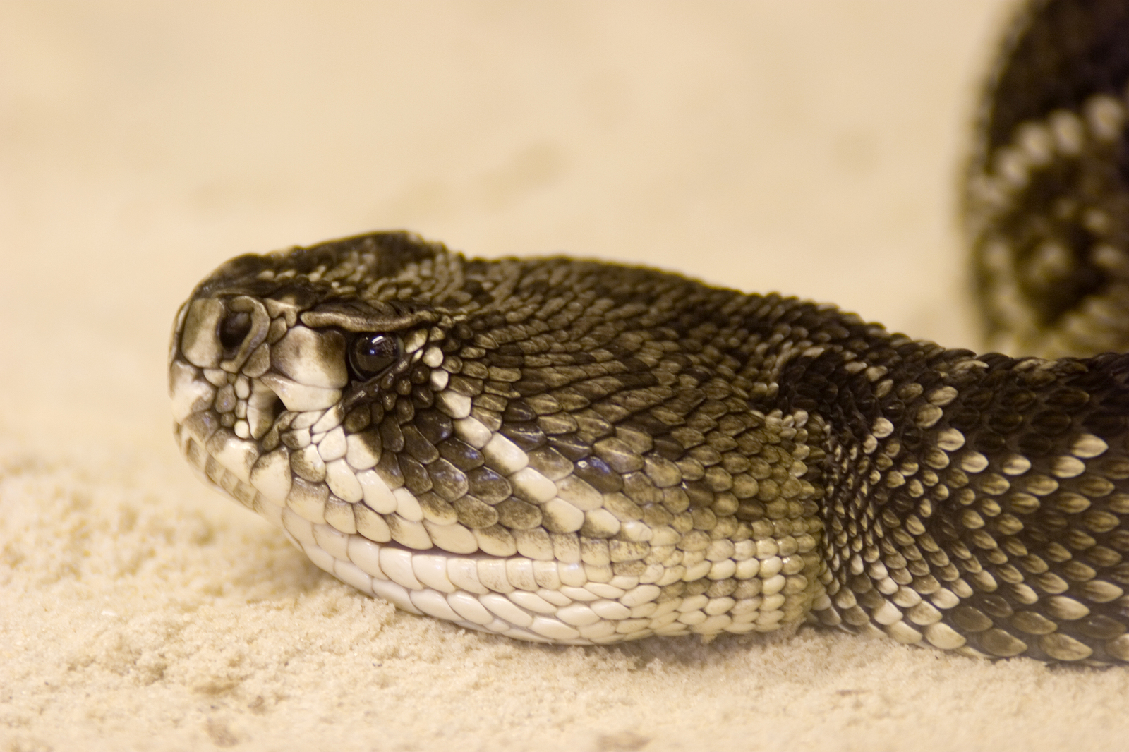 Are Rattlesnakes Pit Vipers 