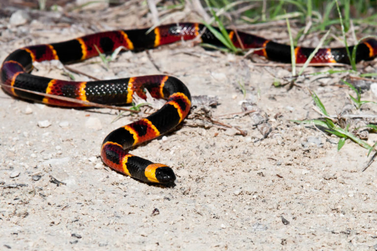 coral-snake-poison-center-tampa